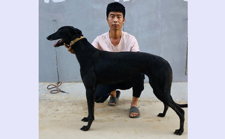 乌鸦 900115002829501，NGXH1118BB2