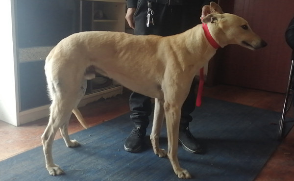 格力犬yy网电脑版--格力犬血统查询,繁殖记录,赛事资讯