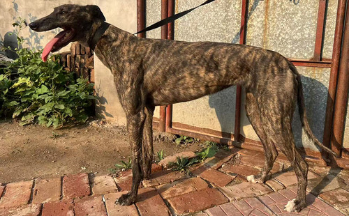 梨花点 900263000748931