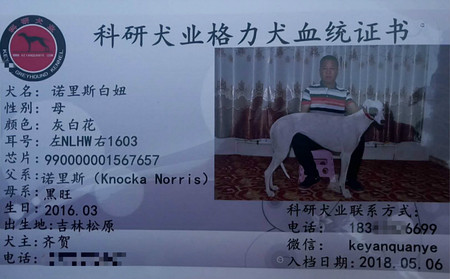 诺里斯白妞 990000001567657，NLHW1603