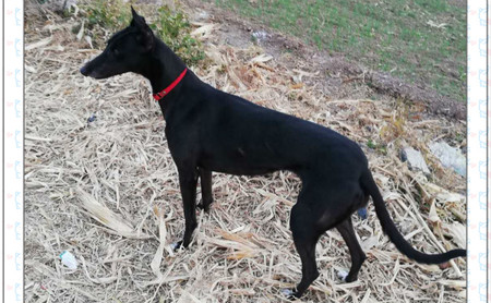 格力犬中英文血统查询