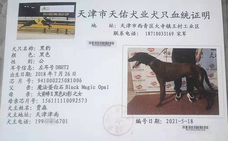黑豹 DBHT2，941000225081006