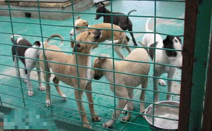 结束争论X贝蒂脸红 Betty Blush.jpg