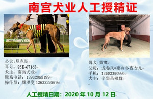 尼克斯X黄鹰  900115002829647，NGXH1116A23.jpg