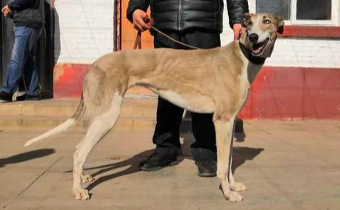 辉煌鲍里斯 ngxh 717a,900115000929125 - 格力犬yy--格力犬中英文