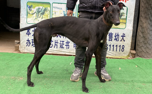 沙漠怪胎 900263000987389，SMWZ2211M