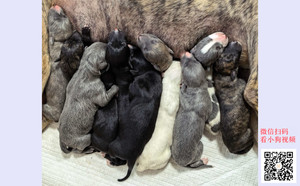 布兰德X火凤凰 900219000721592，HJWCAWT.jpg