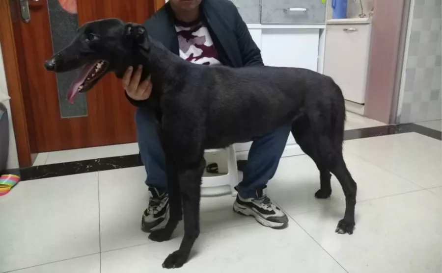 幻觉黑风 992001000226111 - 格力犬yy--格力犬血统查询