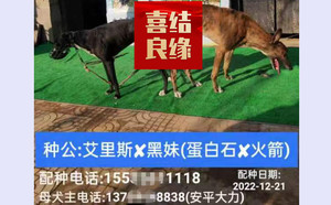 艾里斯X黑妹 DBHJ7，900201709640125.jpg