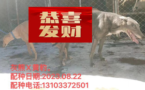 灰熊X黄豹 900115000025502，BLS1709.jpg
