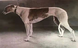 大花994083000000047.jpg