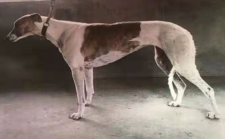 大花 994083000000047