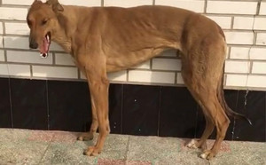 飞鹰 J65C，900250000483822.jpg