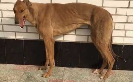 飞鹰 J65C，900250000483822