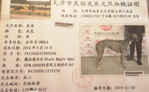 灰母 DBSC6，941000225080286