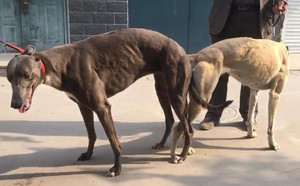 灰快X小米 HZXB 0078T，941000015046813.jpg