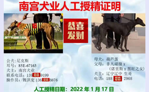 尼克斯X葫芦蛋 990000006890783，0103F.jpg