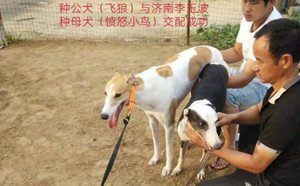 飞狼X愤怒小鸟 156111110029400，NLFN1206.jpg