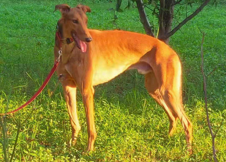 格力犬中英文血统查询