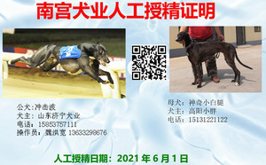 冲击波X神奇小白腿 900215002088616，高阳小胖（2021年6月1日配）.jpg