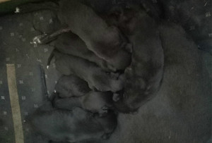 灰色精灵X黑色幻想 900115000131551，HSZC 1308.jpg