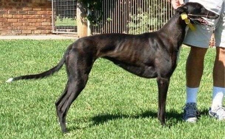 格力犬中英文血统查询