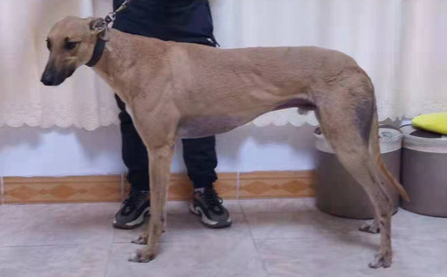 黄保罗 BLNZ1，941000225081177，沙尘暴