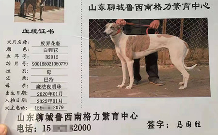 度界花貂 900168021050779，B2012