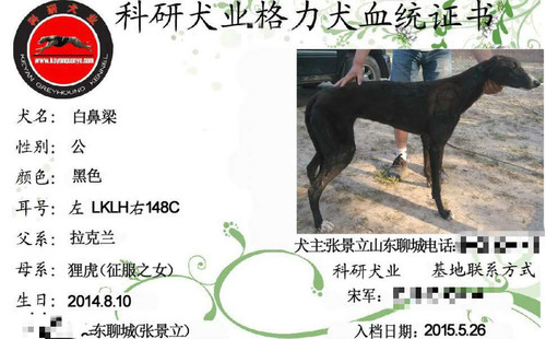 白鼻梁 LKLH 148C