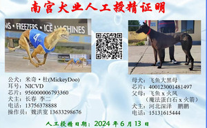 米奇杜X飞鱼大黑母 400123001481497.jpg