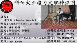 诺里斯X艾伦戴尔小姐 Miss Ellendale，956000001358661，VBB 3348.jpg
