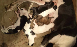 阿斯顿保罗X愤怒小鸟 156111110029400，NLFN1206.jpg