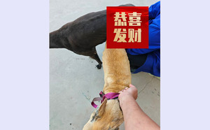 小幻觉X黄母 900215000050788，CY476.jpg