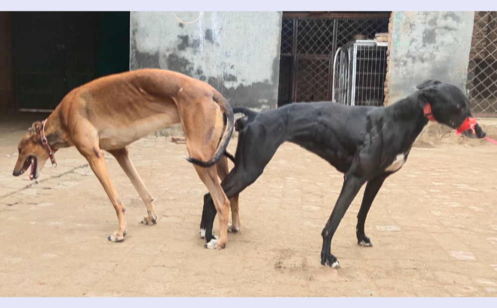 黑带少年格力犬种公图片