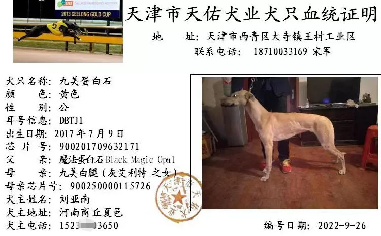 九美蛋白石 dbtj1,900201709632171 - 格力犬yy--格力犬血统查询
