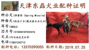 弹簧箭X赶浪少女 DBZL5，515000187032476.jpg