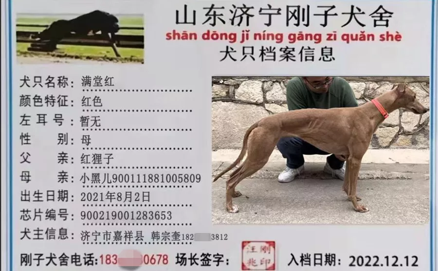 格力犬种公魔法图片