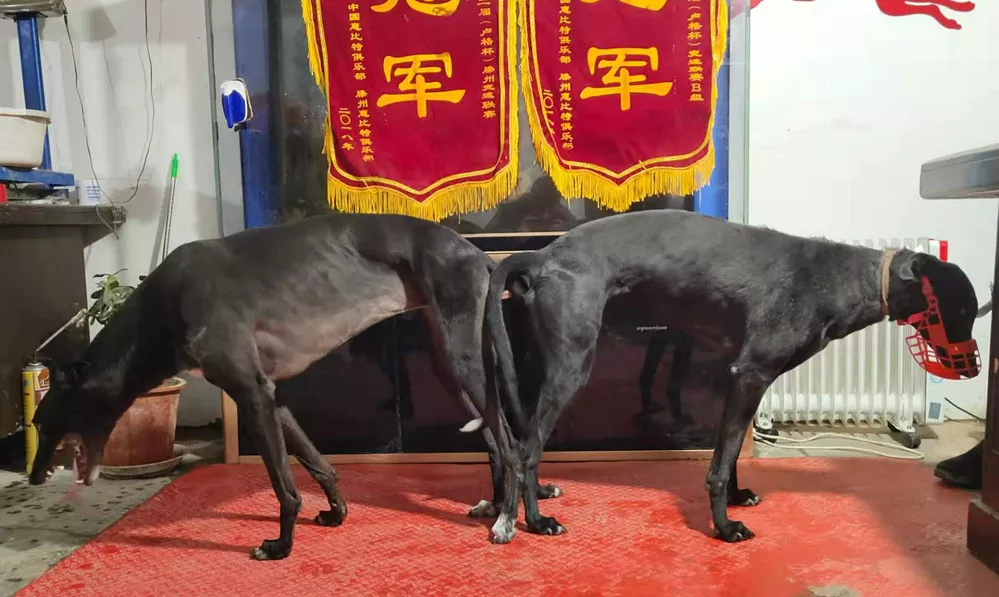 行唐小黑母 900115000989841 - 格力犬yy网手机版--格力犬血统查询