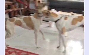 飞狼X快快 900155000018012.jpg