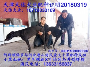 阿斯顿保罗X小黑 900111880086386.jpg