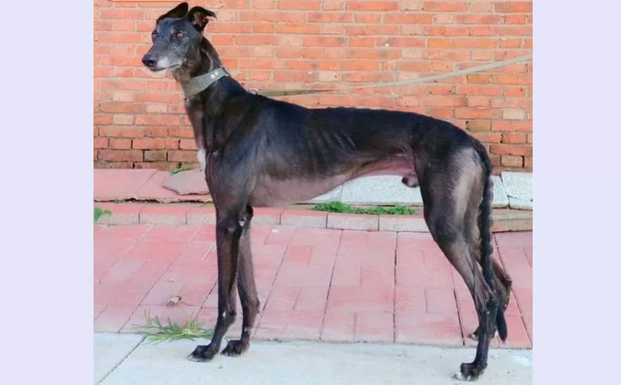 瘸幻觉 988000001880187 - 格力犬yy--格力犬血统查询