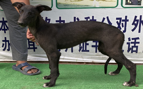 沙漠黑妞 900215006607079，SMWZ2305M