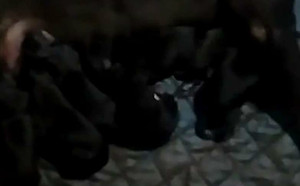 飞鱼X黑狐 Nyree，9560000088292252，QBETG.jpg