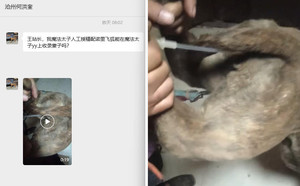 魔法太子X诺里飞狐 941000225081417，TY842.jpg