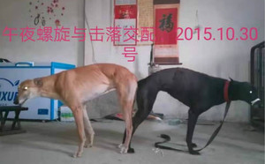 午夜螺旋X击落 HJMG 411A，900128001208821.jpg