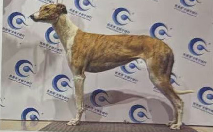 天使 988000001880124