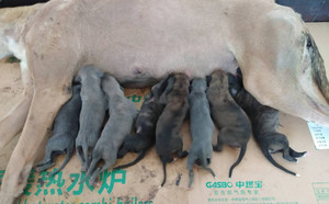 顶点X黄豹 900115000025502，BLS1709.jpg