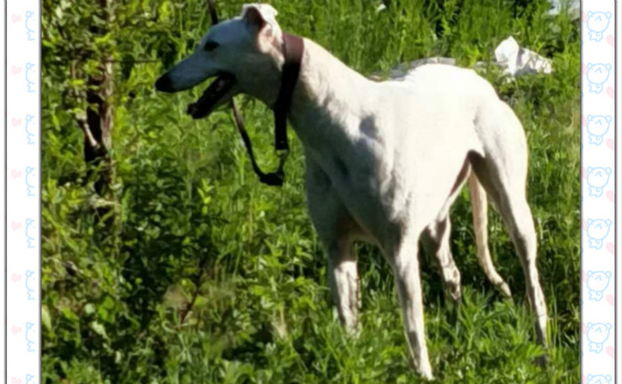 诺菲公主 900250000765797，NLLF1704