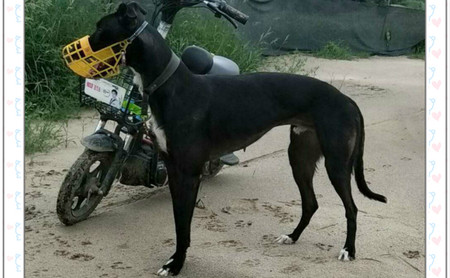 性别: 公 出生年份: 2018 出生地: 中国 父亲: 阿斯顿保罗 aston