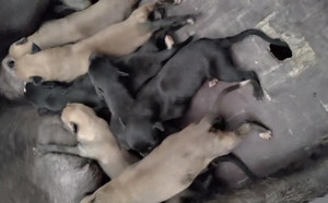 黄午夜X拉克兰戴尔儿 900250000765816，LKXS1810.jpg